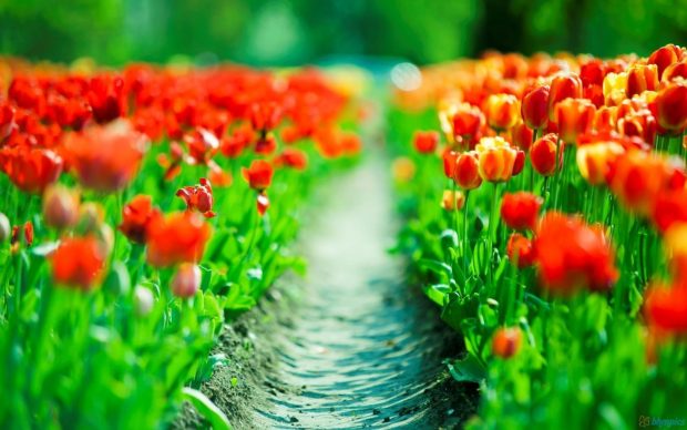 Red Tulips Desktop Wallpaper 2