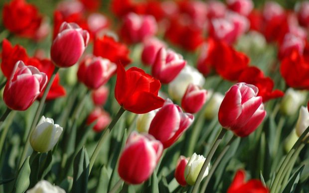 Red Tulips Desktop Wallpaper 3