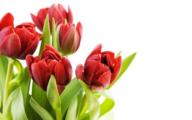 Red Tulips HD Wallpaper 1