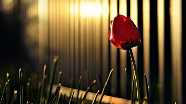 Red Tulips HD Wallpaper 2