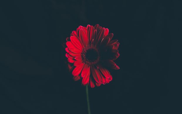 Red daisy 2880x1800 hd 4k.