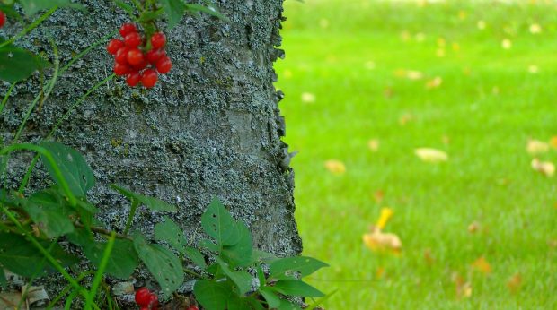 Renatures com grass field landscape tree cherry half birch wallpapers download.