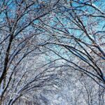 Road Tree Winter Desktop Backgrounds