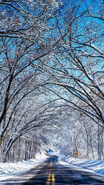 Road Tree Winter Desktop Backgrounds.