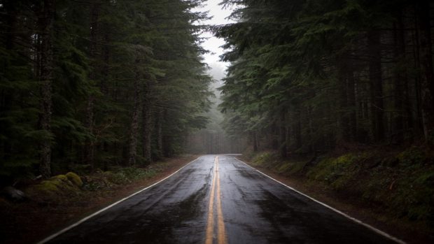 Road fog nature trees images 1920x1080.
