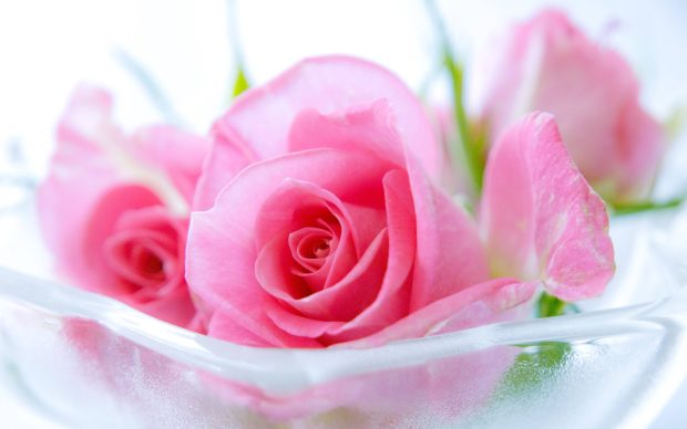 Rose pink wallpaper images.