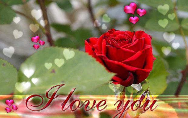 Roses I love you Image.