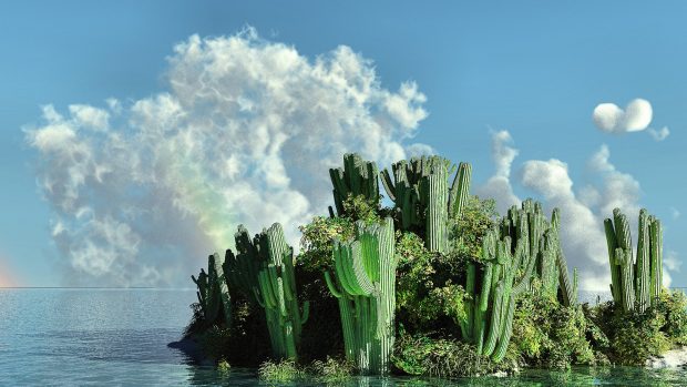 Sea island cactus photos 2560x1440.