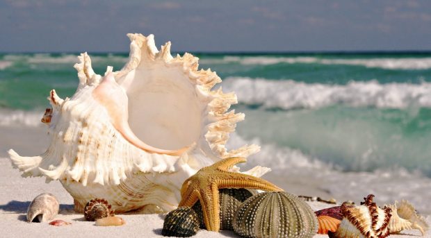 Sea shells by the seashore 1920x1080 wallpaper.