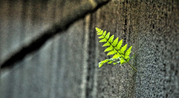 Small fern wallpaper 1920x1080.