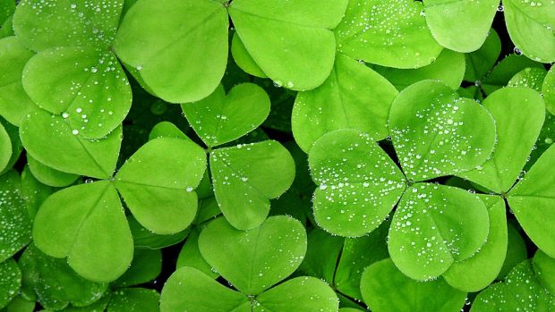 Small water drops on the green lucky clover HD wallpaper 1920x1080.