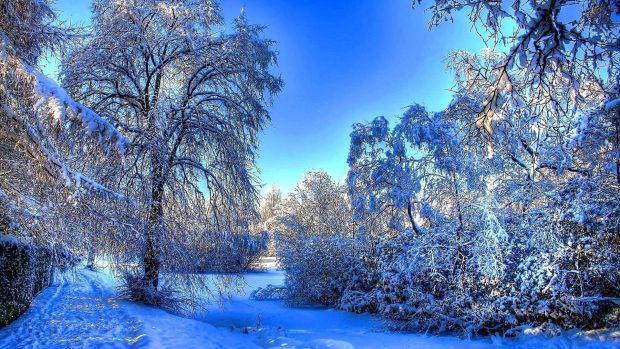 Snow Landscape Winter.