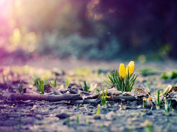 Spring Background HD Wallpaper new.