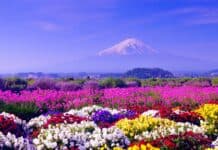 Spring Background for Desktop new.