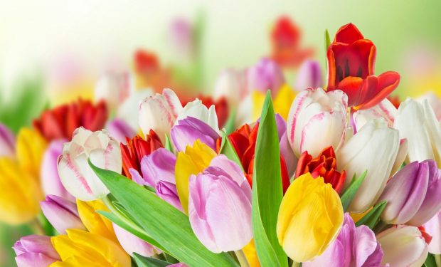 Spring Beauty Colorful Flowers Wallpapers.