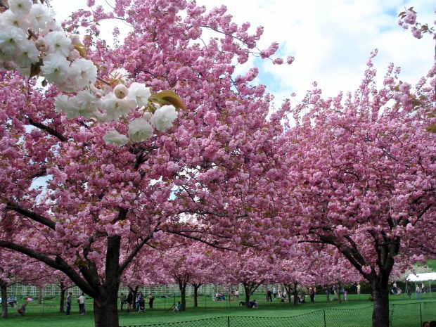 Spring Desktop Background new.
