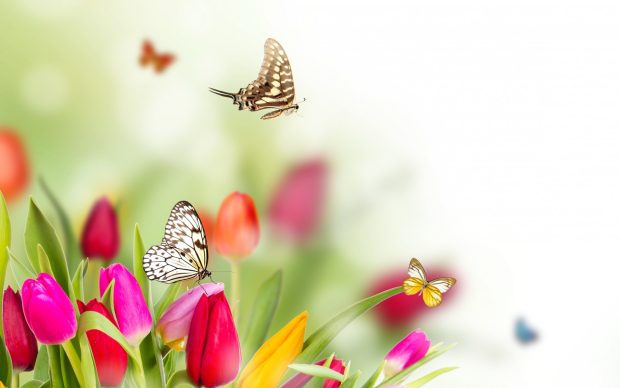 Spring Flowers And Butterflies background HD new.