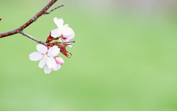 Spring Flowers Background new.