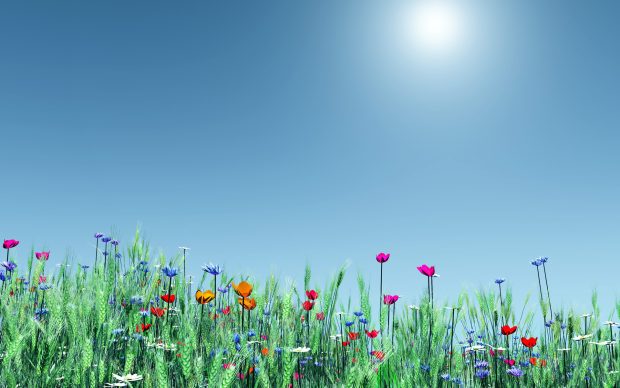 Spring Flowers background Widescreen new.