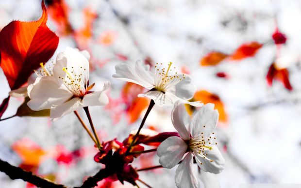 Spring Wallpaper Download Free new.