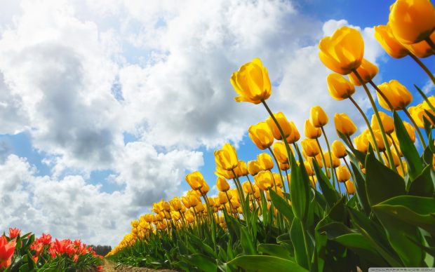 Spring wallpaper full hd tulip flowers new.