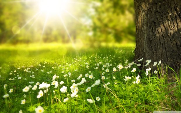 Spring wallpaper hd sunshine new.