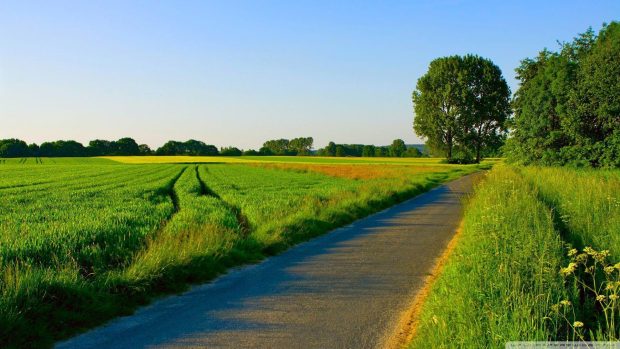 Summer Nature Backgrounds.