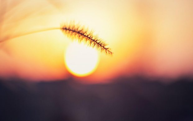 Sun over the field background.