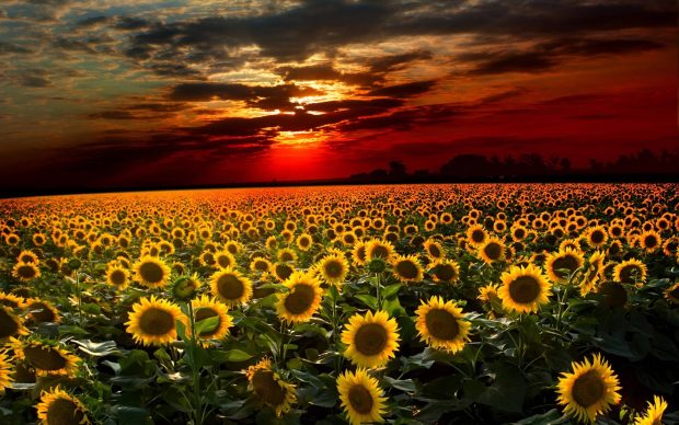 Sunflower Wallpapers HD.