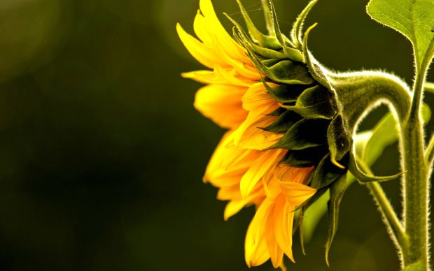 Sunflower Wallpapers HD Free.