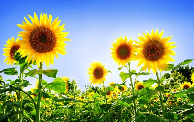 Sunflower desktop background.