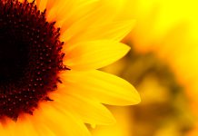 Sunflower wallpapers mobile For Desktop.