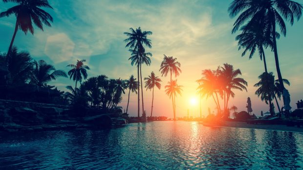 Sunset 2560x1440 palm trees tropical beach hd.