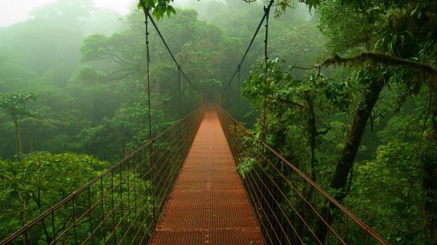 Suspended bridge in the jungle photography hd wallpaper 1920x1080.