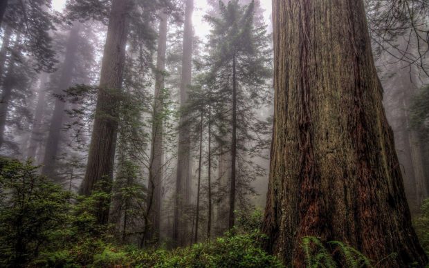 Tall trees in the foggy forest images.