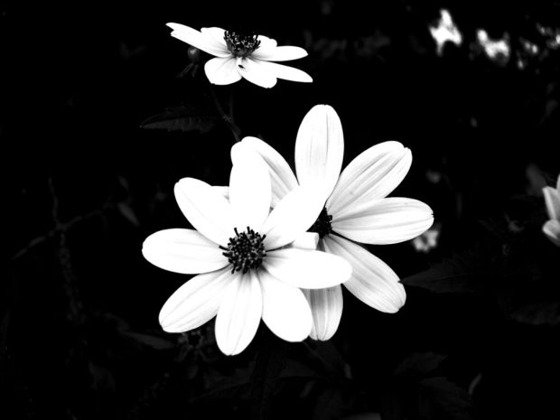 The Beautiful Black and White Flowers Backgrounds 1