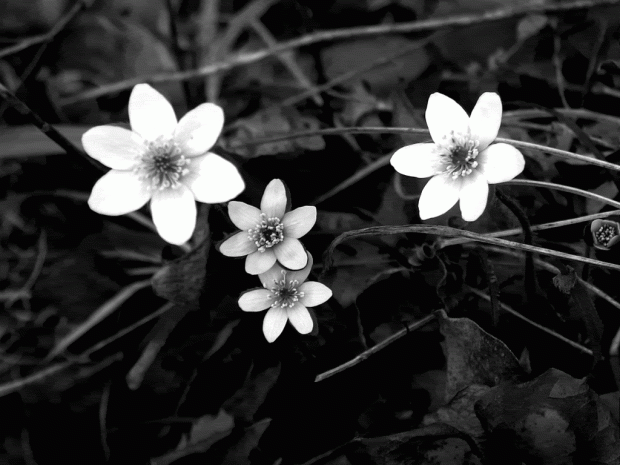 The Beautiful Black and White Flowers Backgrounds 3