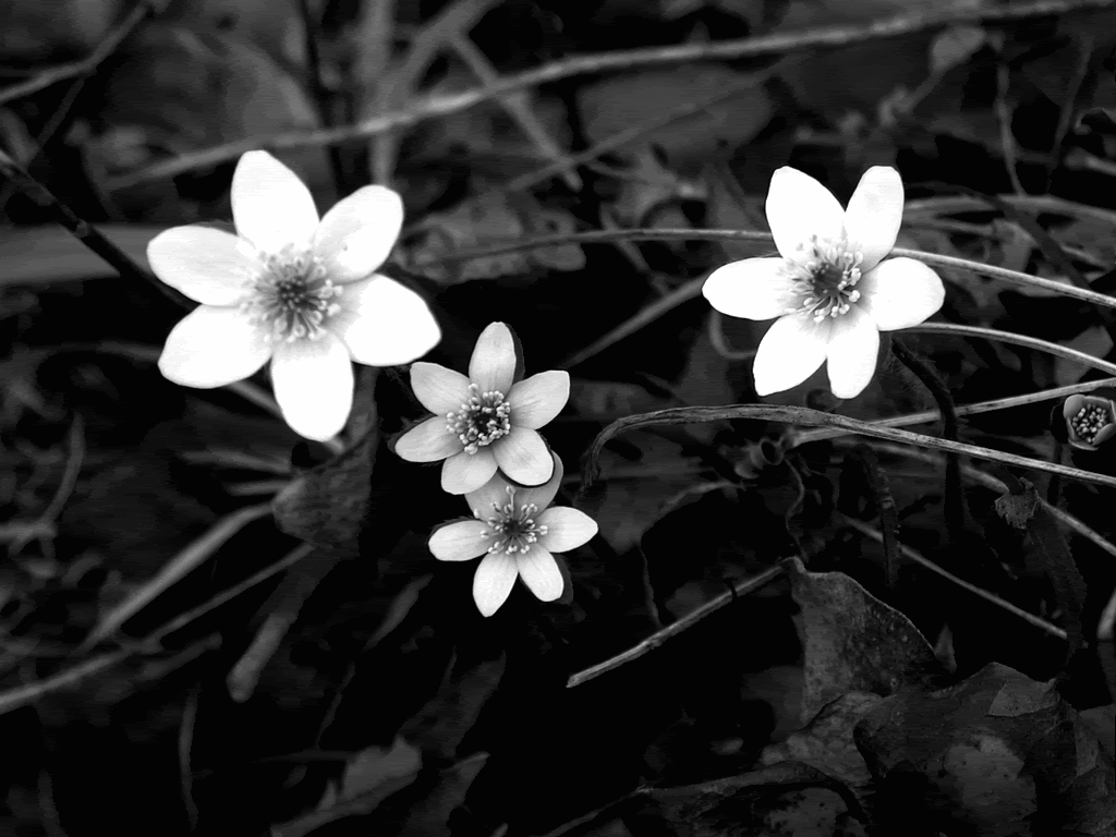 Black and white flowers wallpapers HD | PixelsTalk.Net