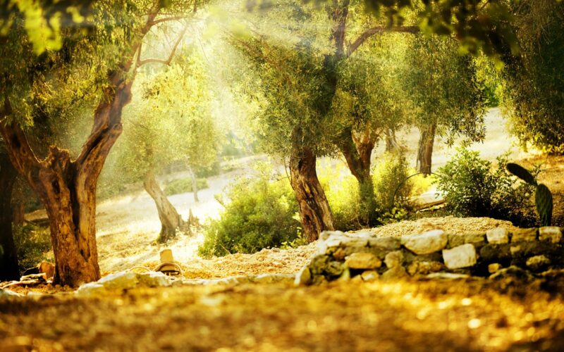 Forest Backgrounds HD - PixelsTalk