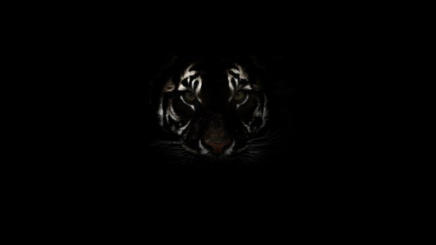 Tiger in the shadows animal hd wallpaper 1920x1080 992.