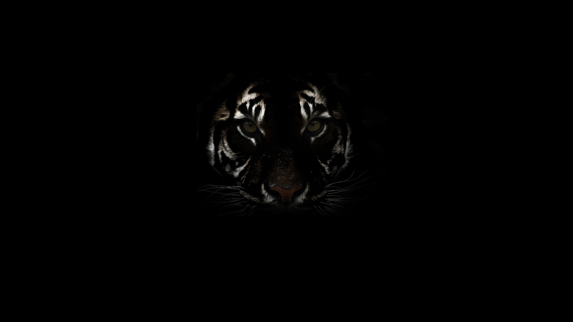 белый тигр черный фон скачать