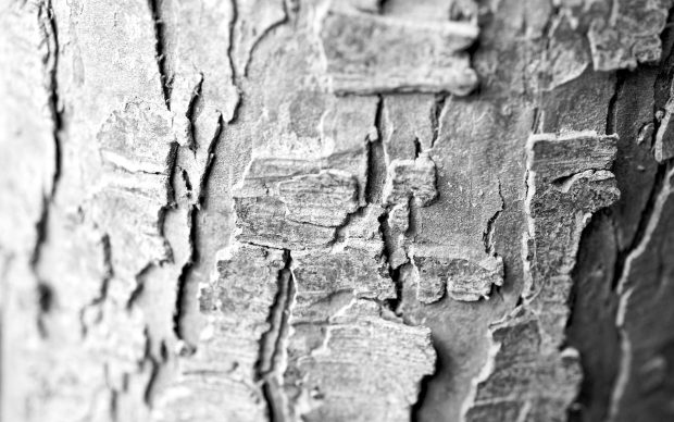 Tree Bark Macro 1920x1200.