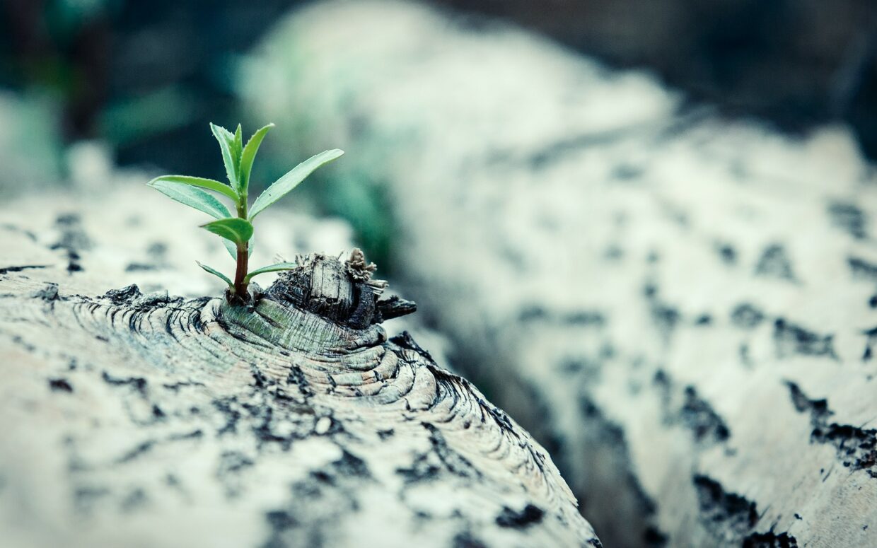 HD Sprout Wallpaper - PixelsTalk