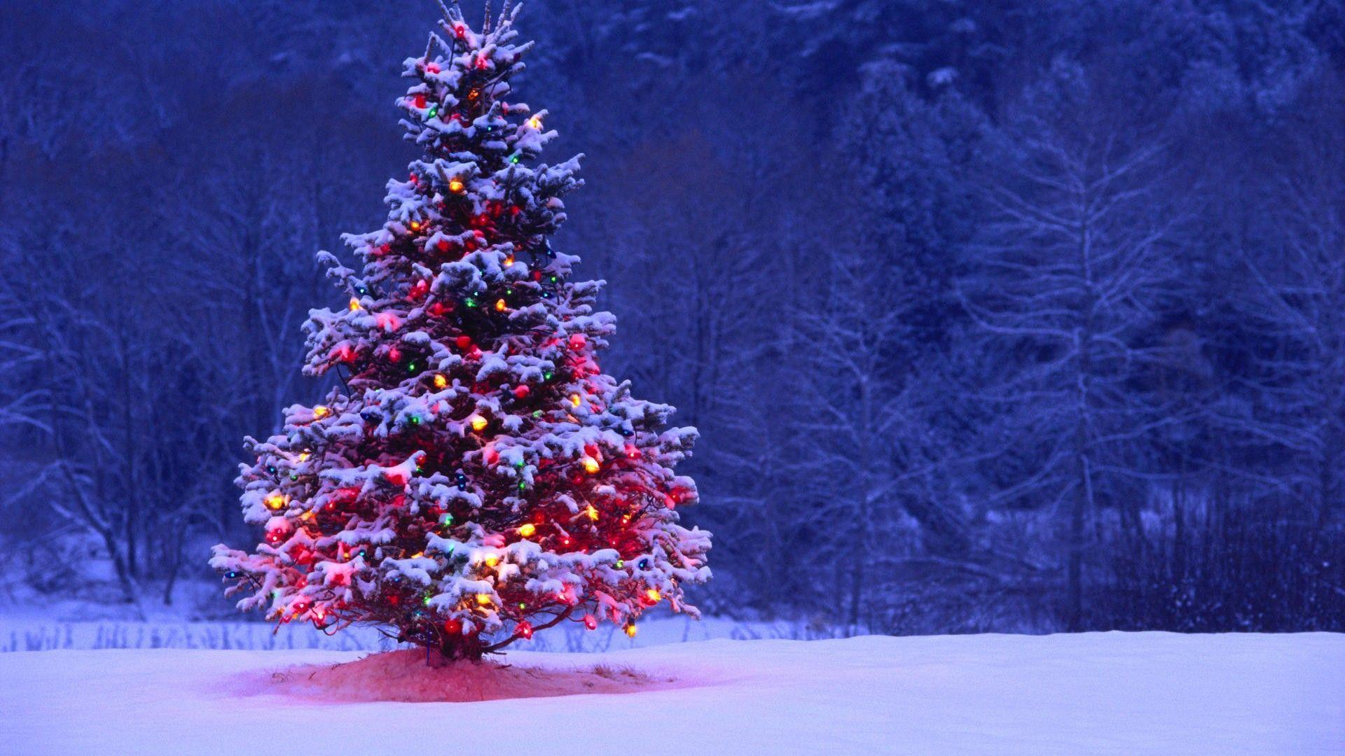 Snow Covered Christmas Tree Decoration HD Christmas Wallpapers  HD  Wallpapers  ID 53561