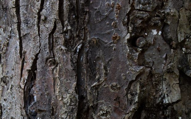 Tree wallpaper bark hd.