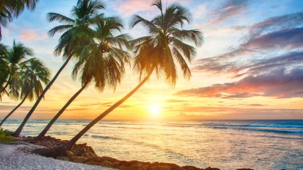 Tropical beach with palm trees at sunset.