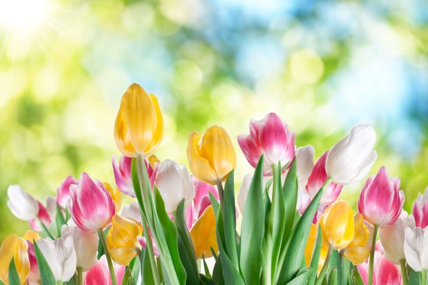 Tulips Flower HD Wallpaper 1