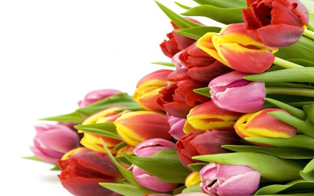 Tulips Flower HD Wallpaper 2