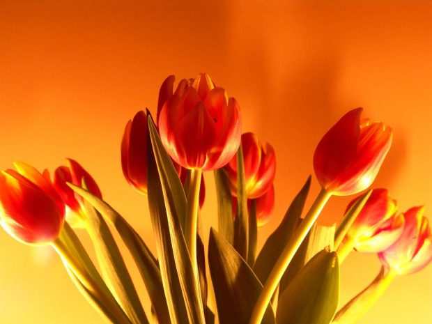 Tulips Flower HD Wallpaper 3