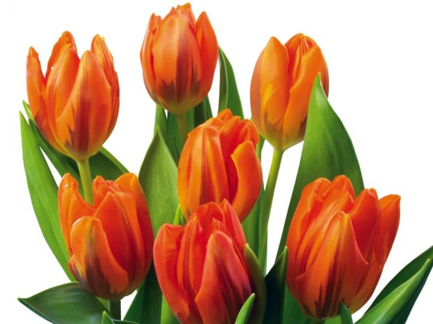 Tulips Flower HD Wallpaper 4